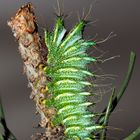 Actias dubernardi Raupe 