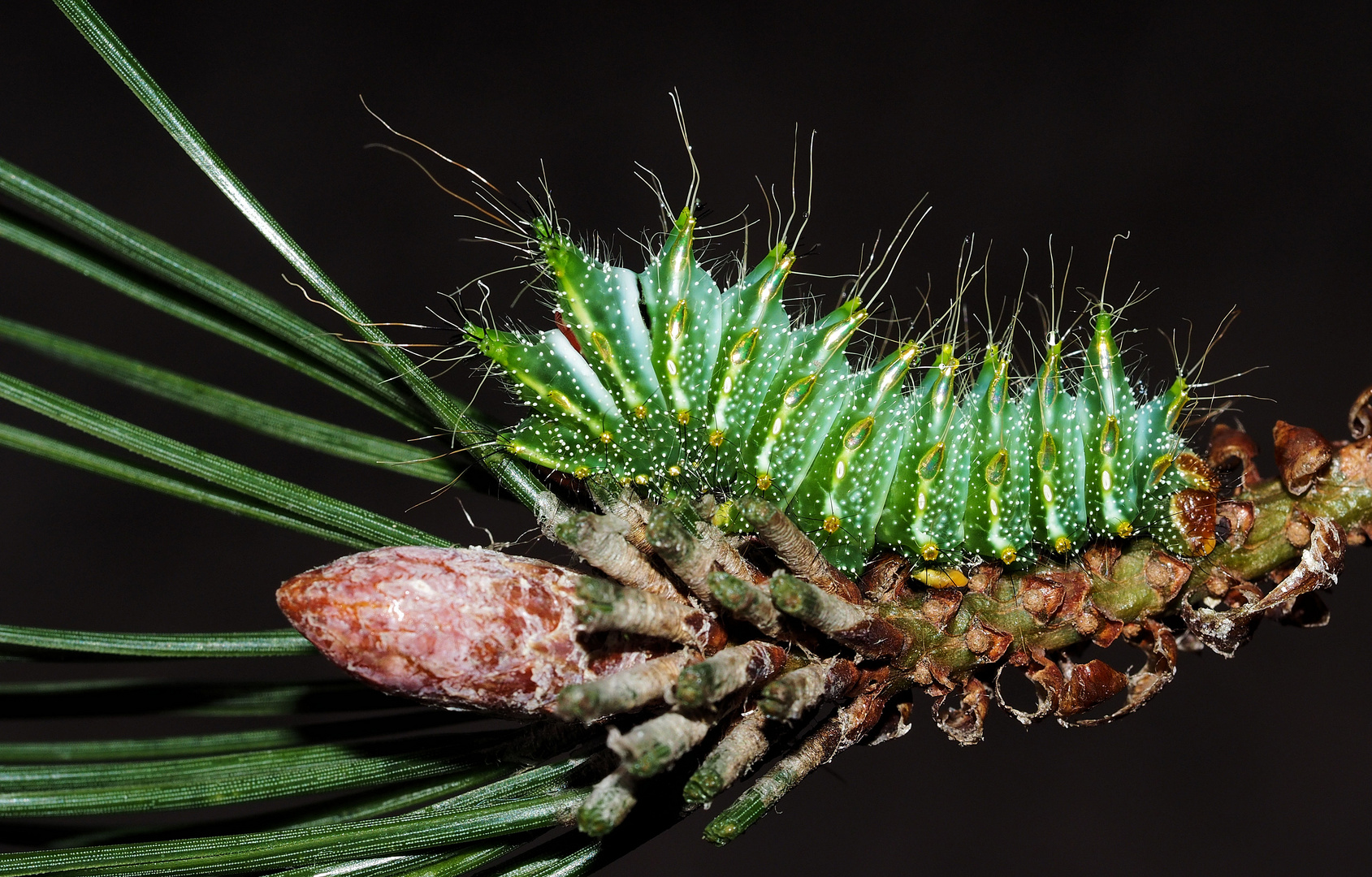 Actias dubernardi Raupe..