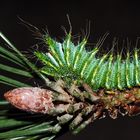 Actias dubernardi Raupe..