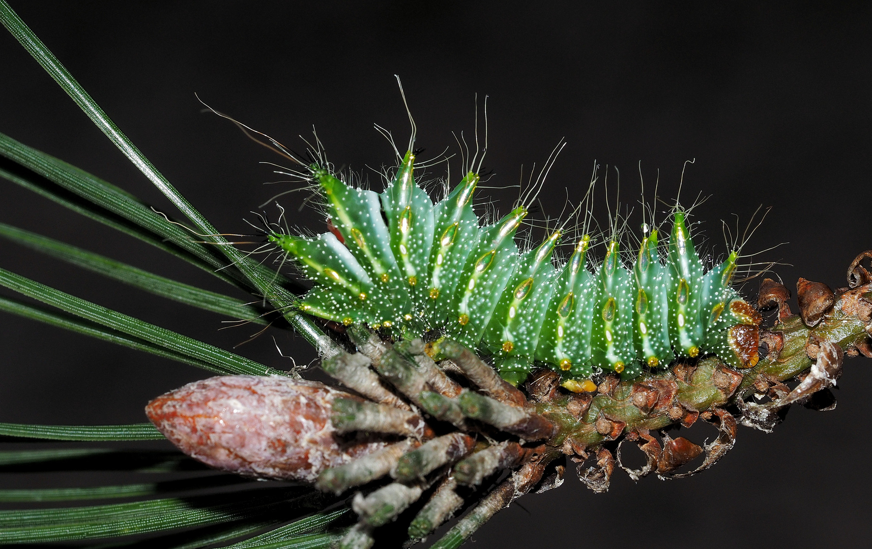 Actias dubernardi Raupe 