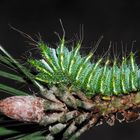 Actias dubernardi Raupe 