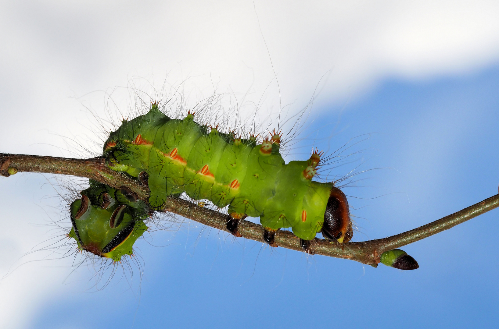 Actias dulcinea