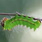 actias dulcinea