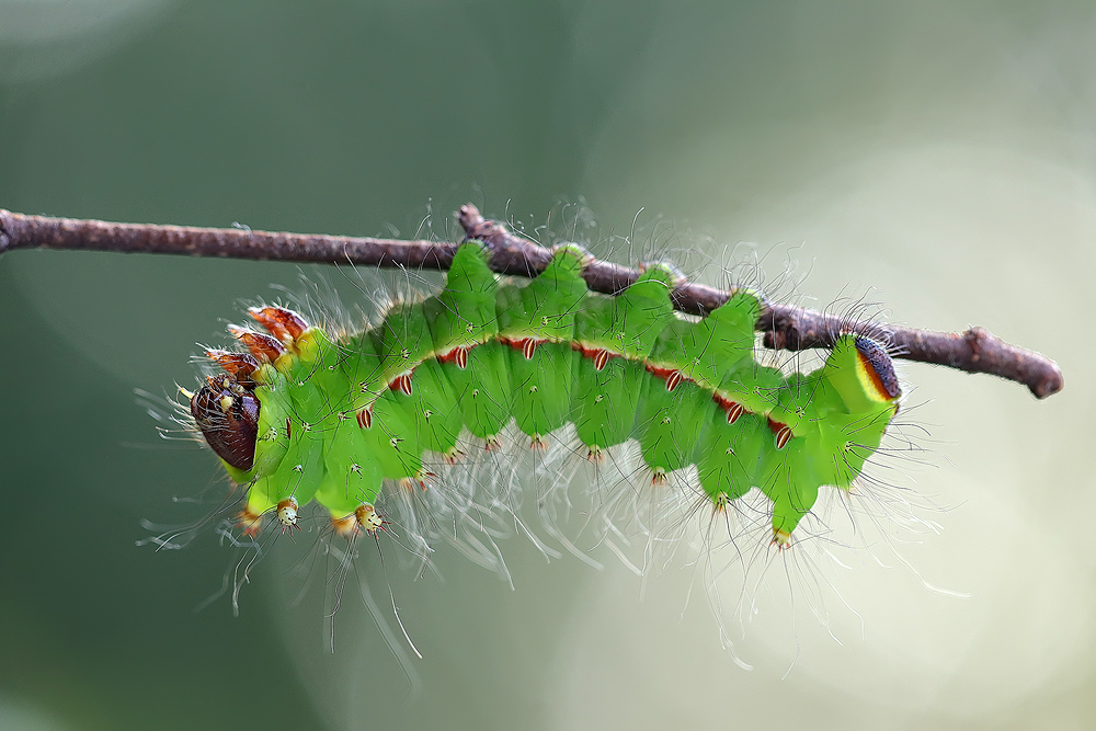 actias dulcinea