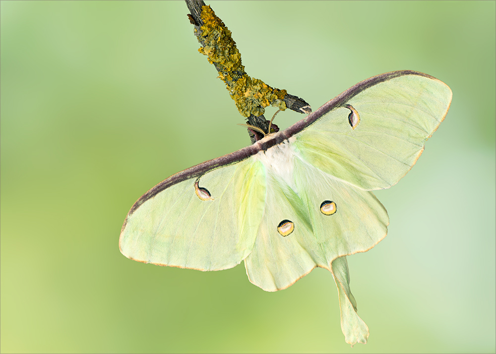 Actias luna