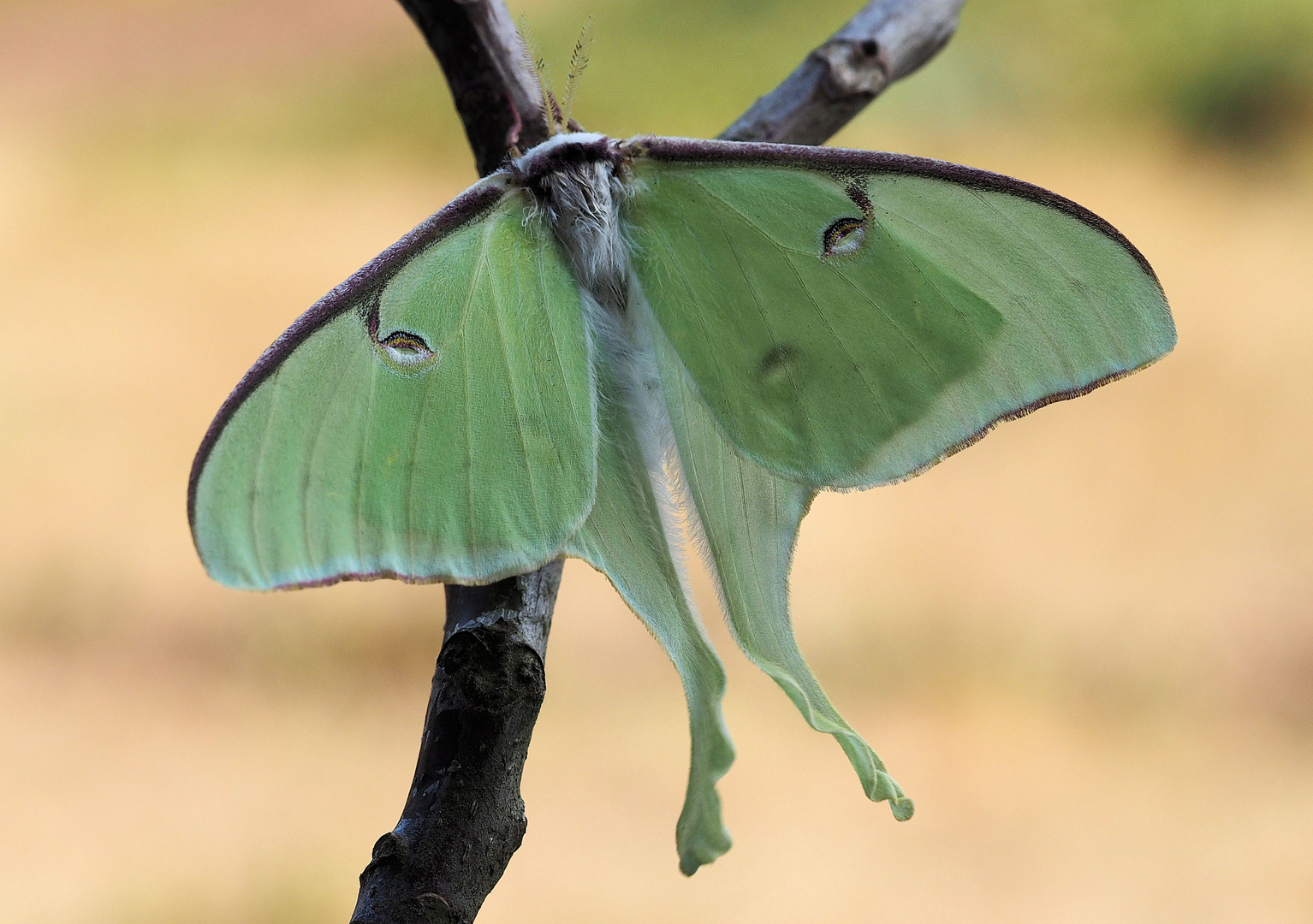 Actias Luna 