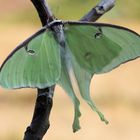 Actias Luna 