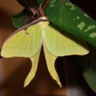 Actias Luna