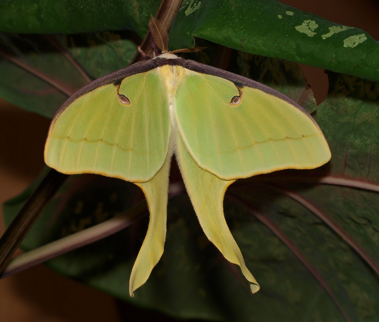 Actias luna....