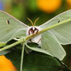 Actias Luna 