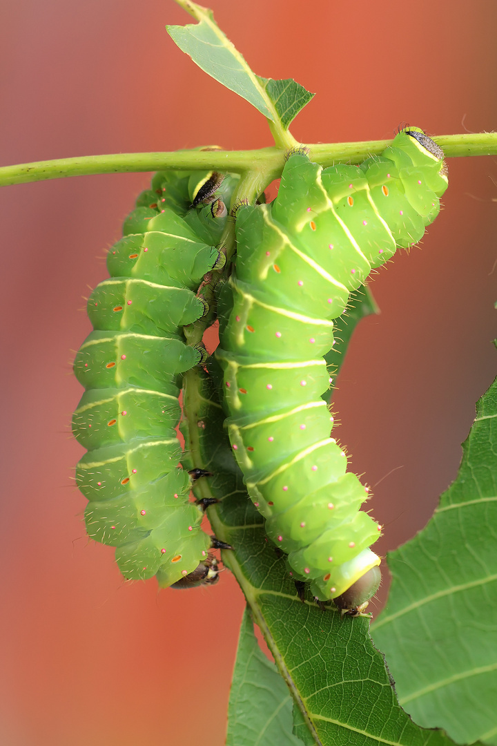 Actias luna