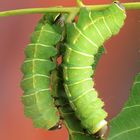 Actias luna