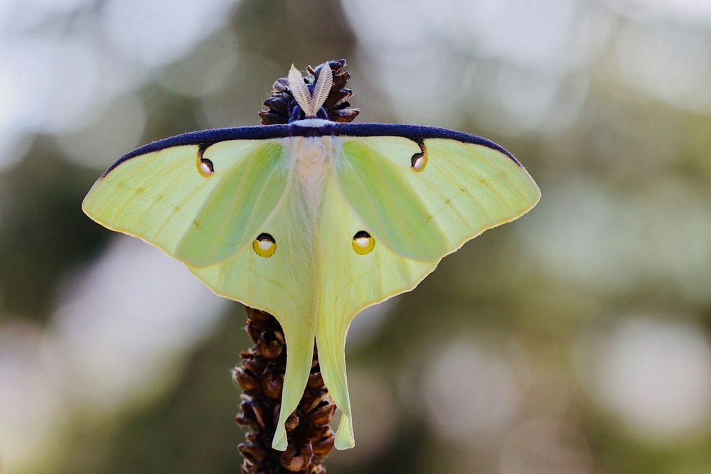 Actias Luna