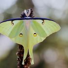 Actias Luna