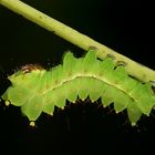 Actias Luna