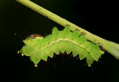 Actias Luna