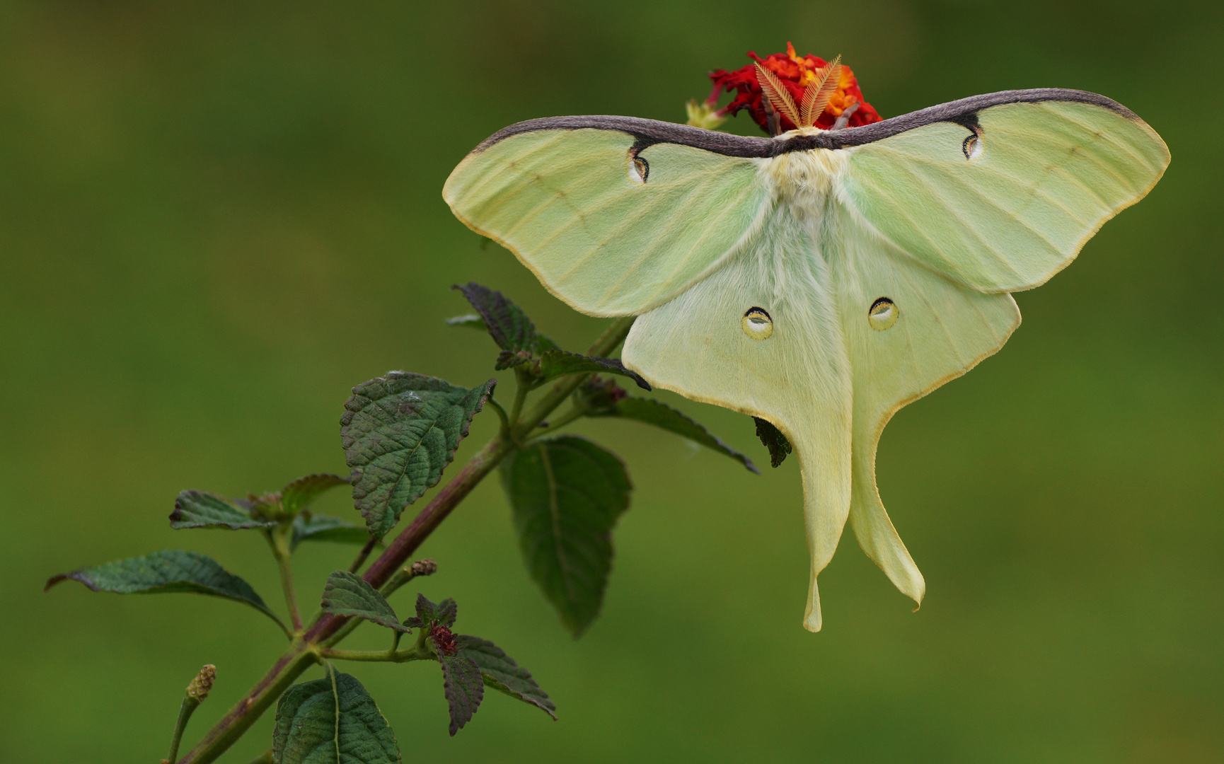 Actias luna