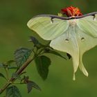 Actias luna