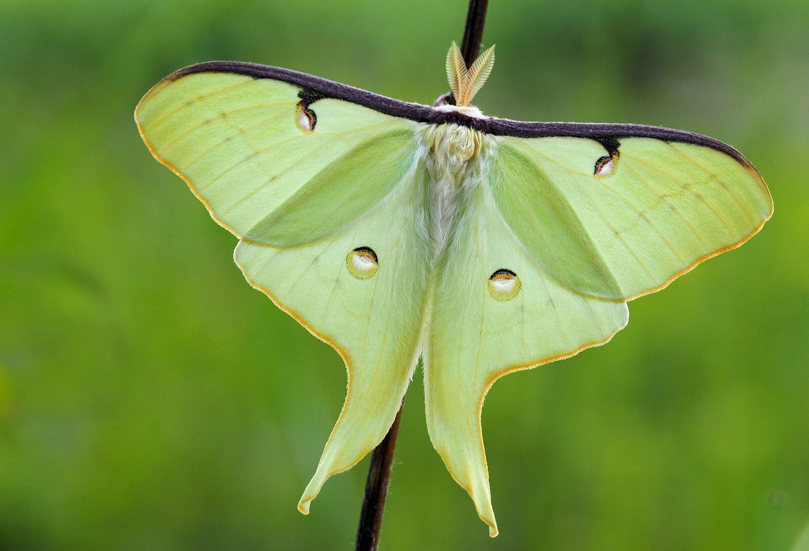 Actias Luna 