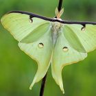 Actias Luna 