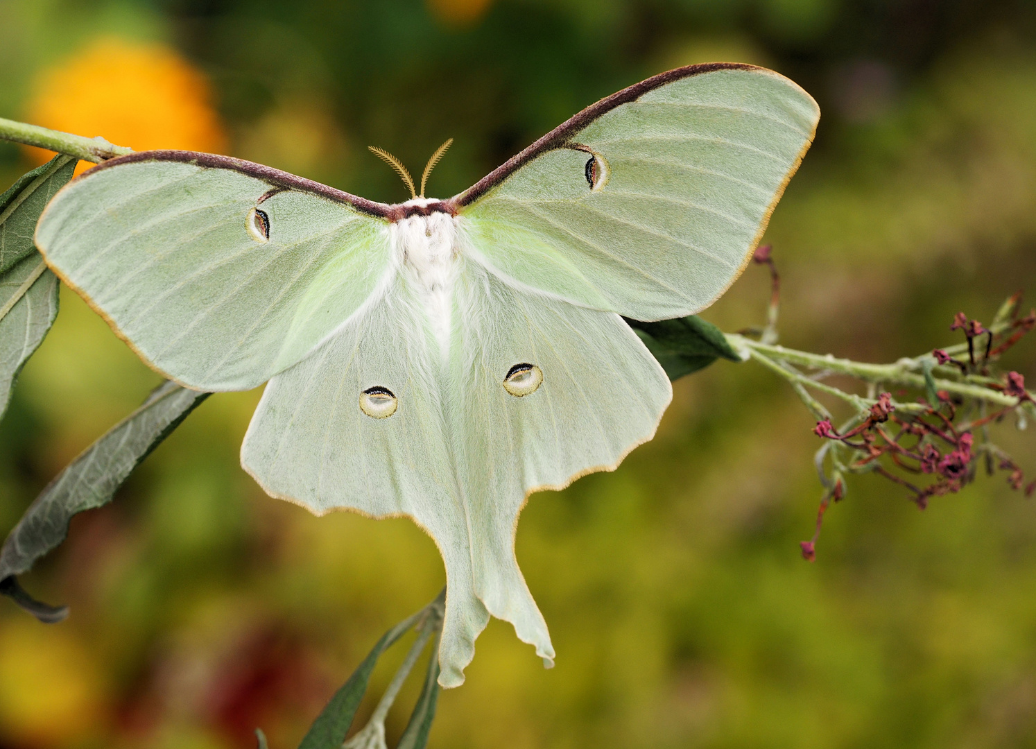 Actias Luna 