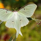 Actias Luna 