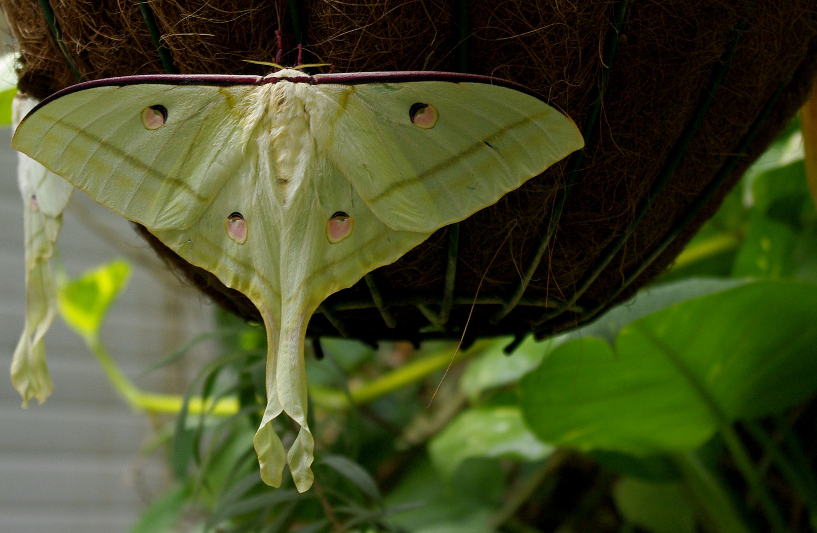 Actias Luna - Falter