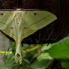 Actias Luna - Falter