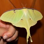 Actias luna ist auch geschlüpft...