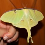 Actias luna ist auch geschlüpft...