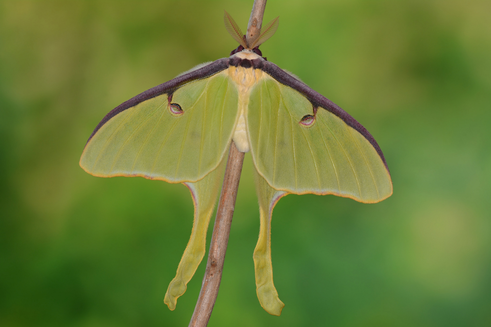 Actias luna Männchen #2