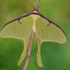 Actias luna Männchen #2