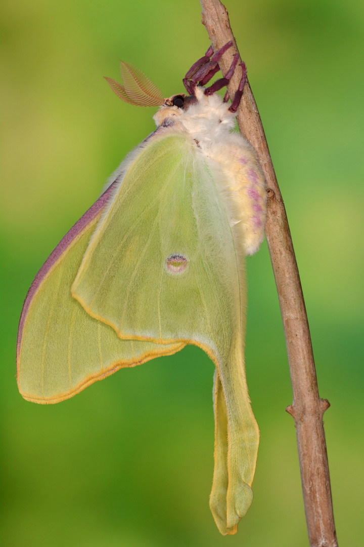 Actias luna Männchen