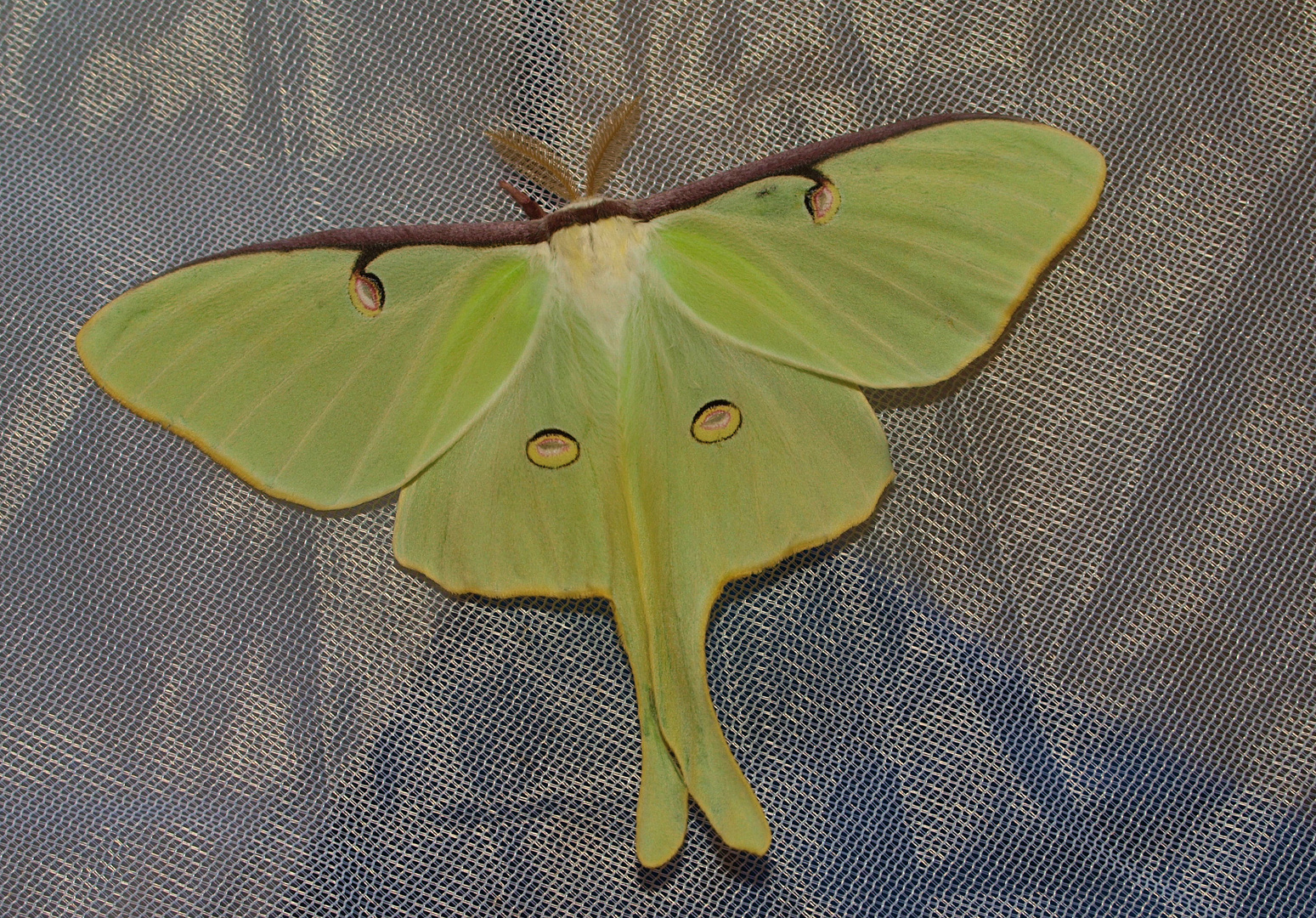 Actias Luna Männchen