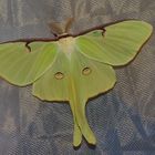 Actias Luna Männchen