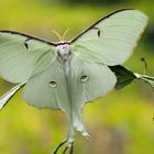 Actias Luna Weibchen 