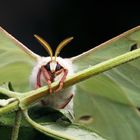 Actias Luna Weibchen frontal...