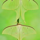 Actias ningpoana #2