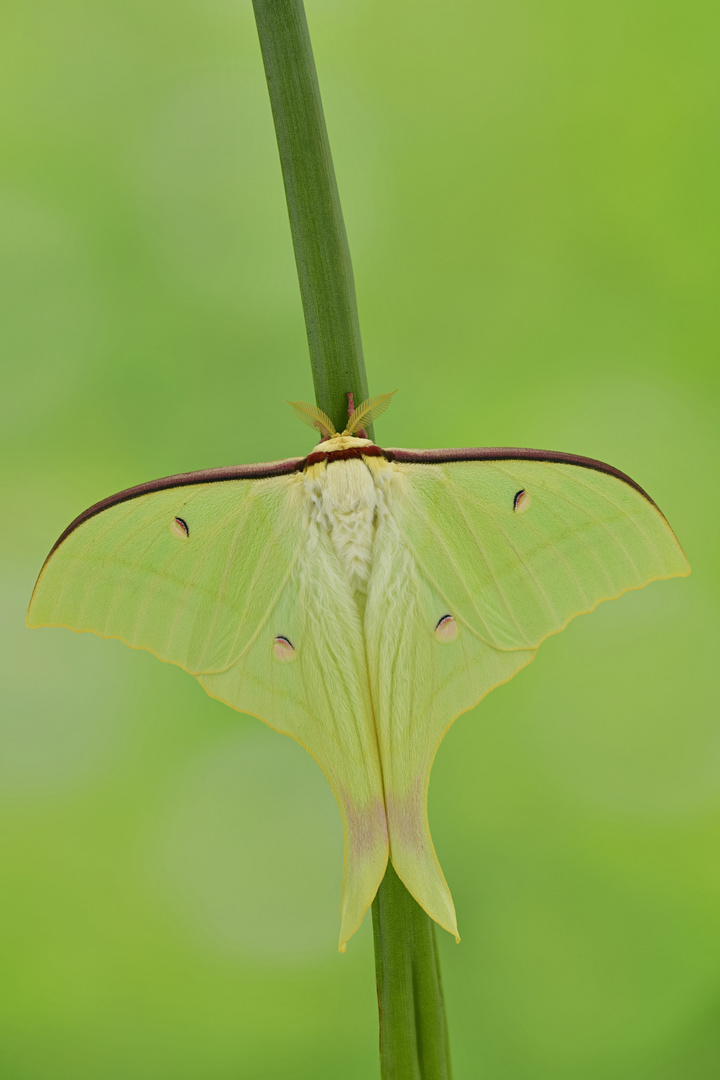 Actias ningpoana #3