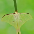 Actias ningpoana #3