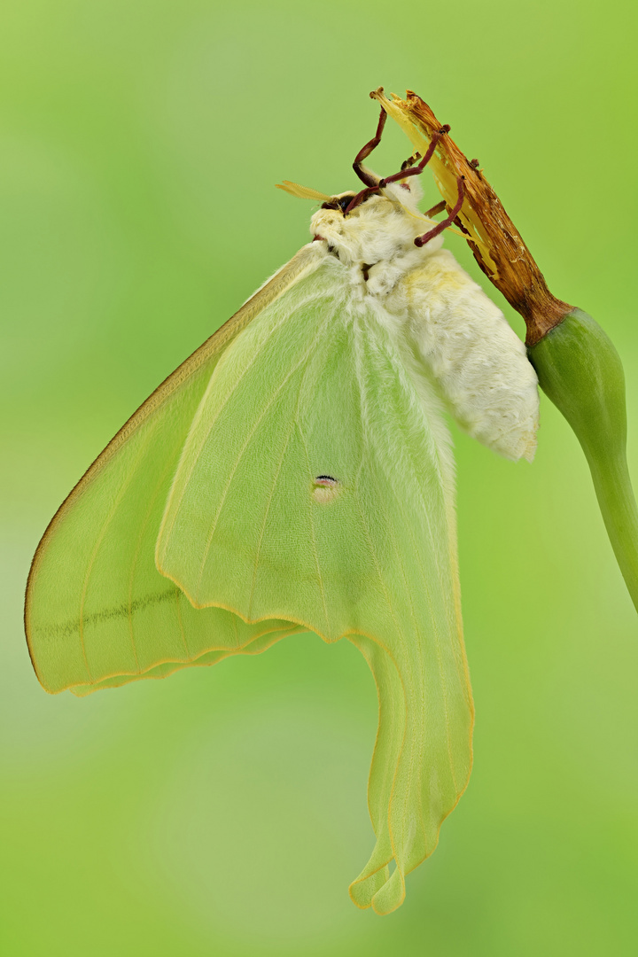 Actias ningpoana #4