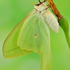 Actias ningpoana #4