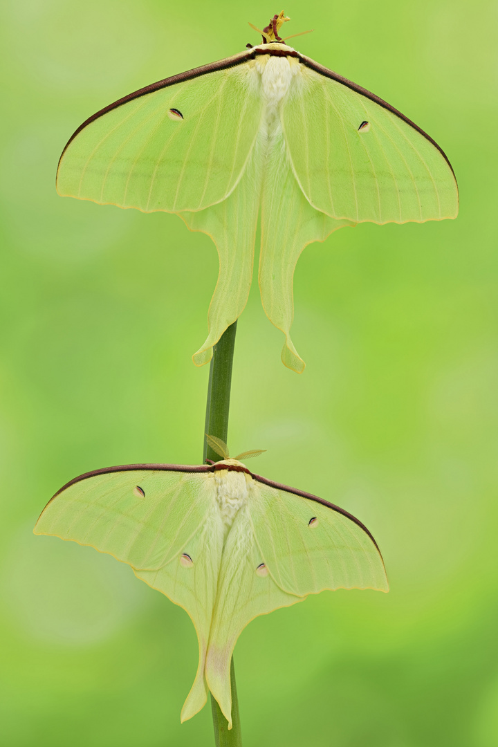 Actias ningpoana #5