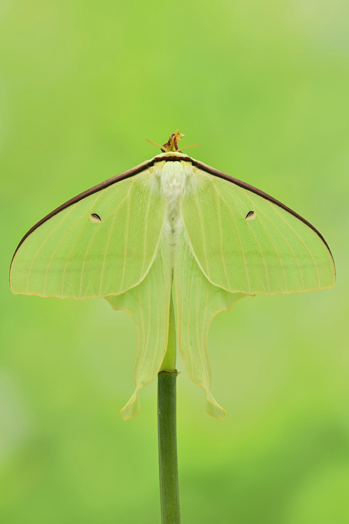 Actias ningpoana #6