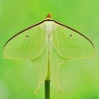 Actias ningpoana #6