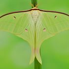 Actias ningpoana Männchen 