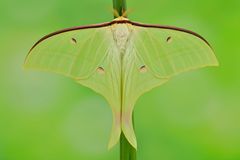 Actias ningpoana Männchen 