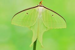 Actias ningpoana Weibchen 