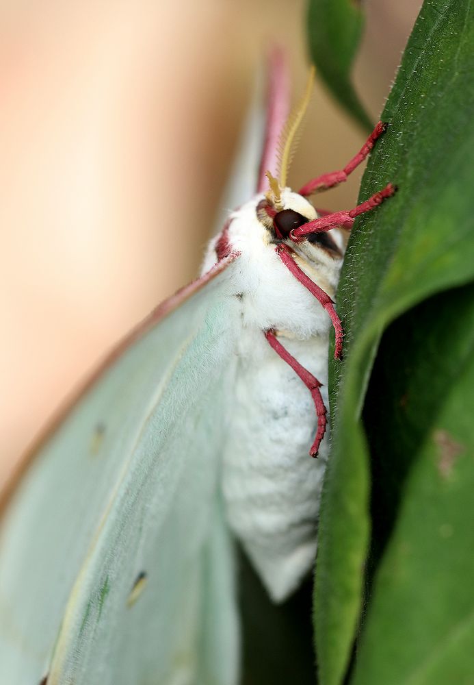 Actias selene