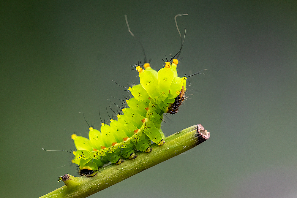 Actias selene